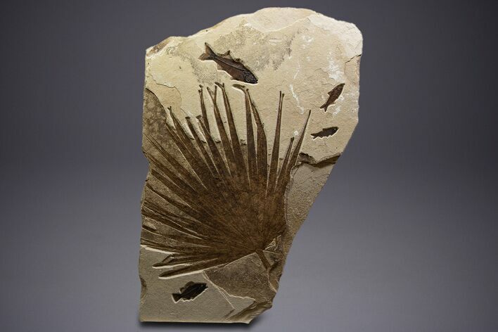 Fossil Palm and Fish Mural - Green River Formation, Wyoming #342428